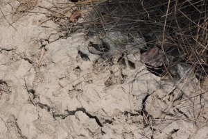 Mud captures the movement of tigers throughout the mangroves. Photo: Amy Yee