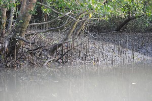 A river bank in the heart of the Sundarbans. Roots of some mangroves grow vertically from the saline ground in search of oxygen. Photo: Amy Yee