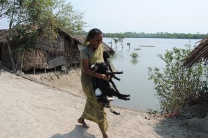 A villager in Koyra received goats from the non-profit Relief International to help her earn income after Cyclone Aila devastated the area in 2009. Photo: Amy Yee