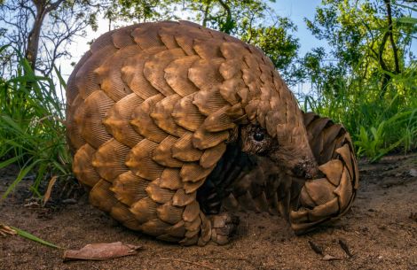 Pangolin Science